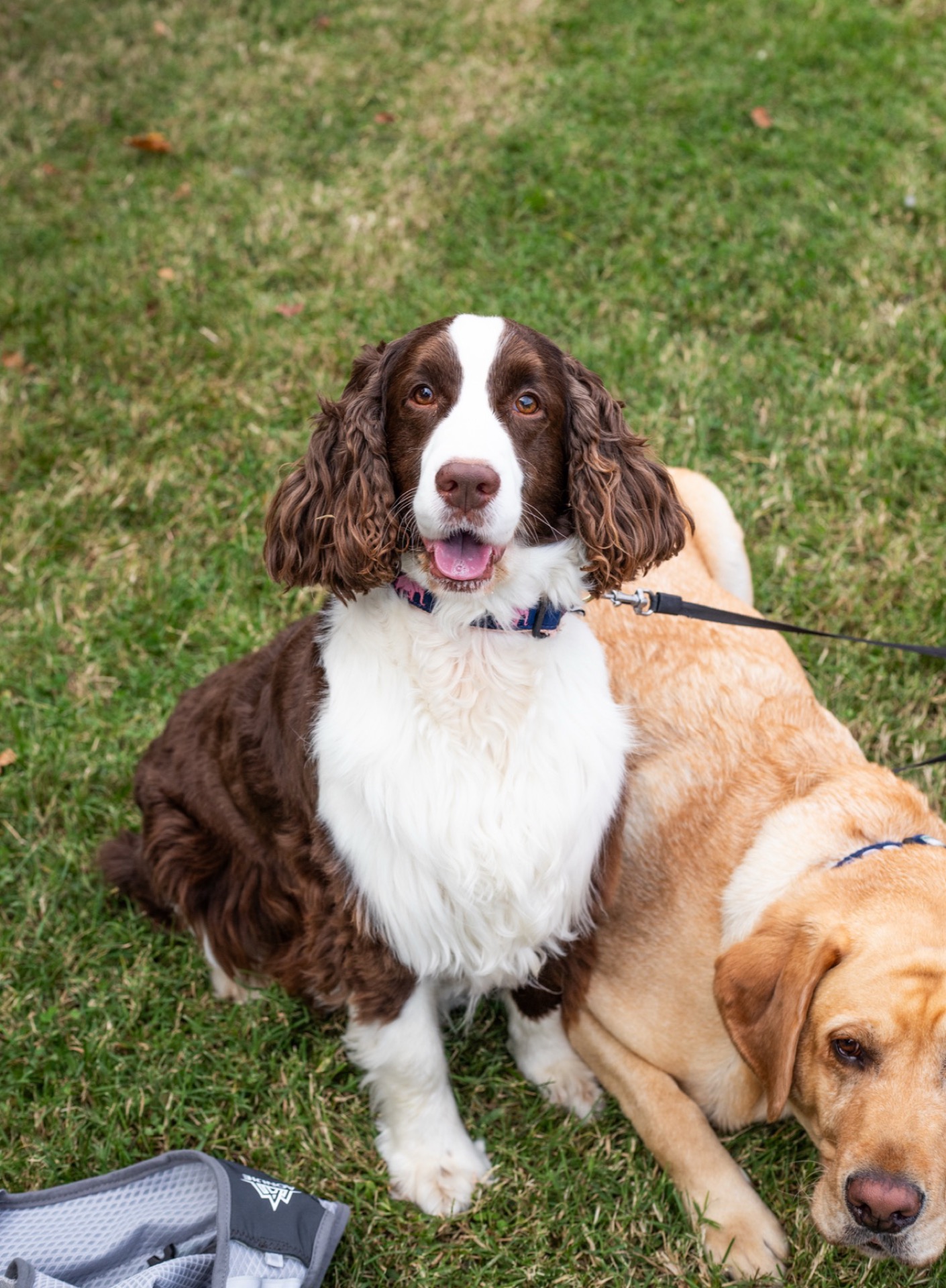 Two dogs on green grass