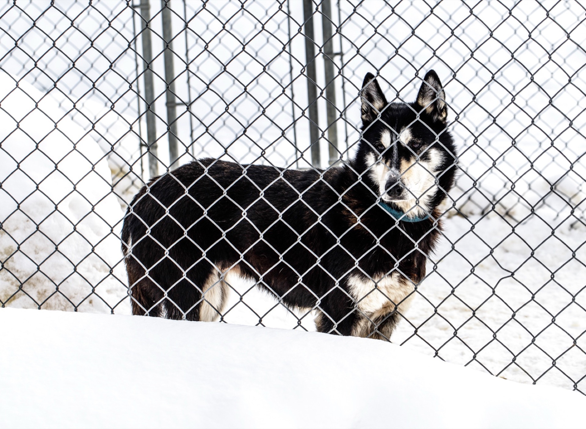 Husky dog behind a fence in the snow