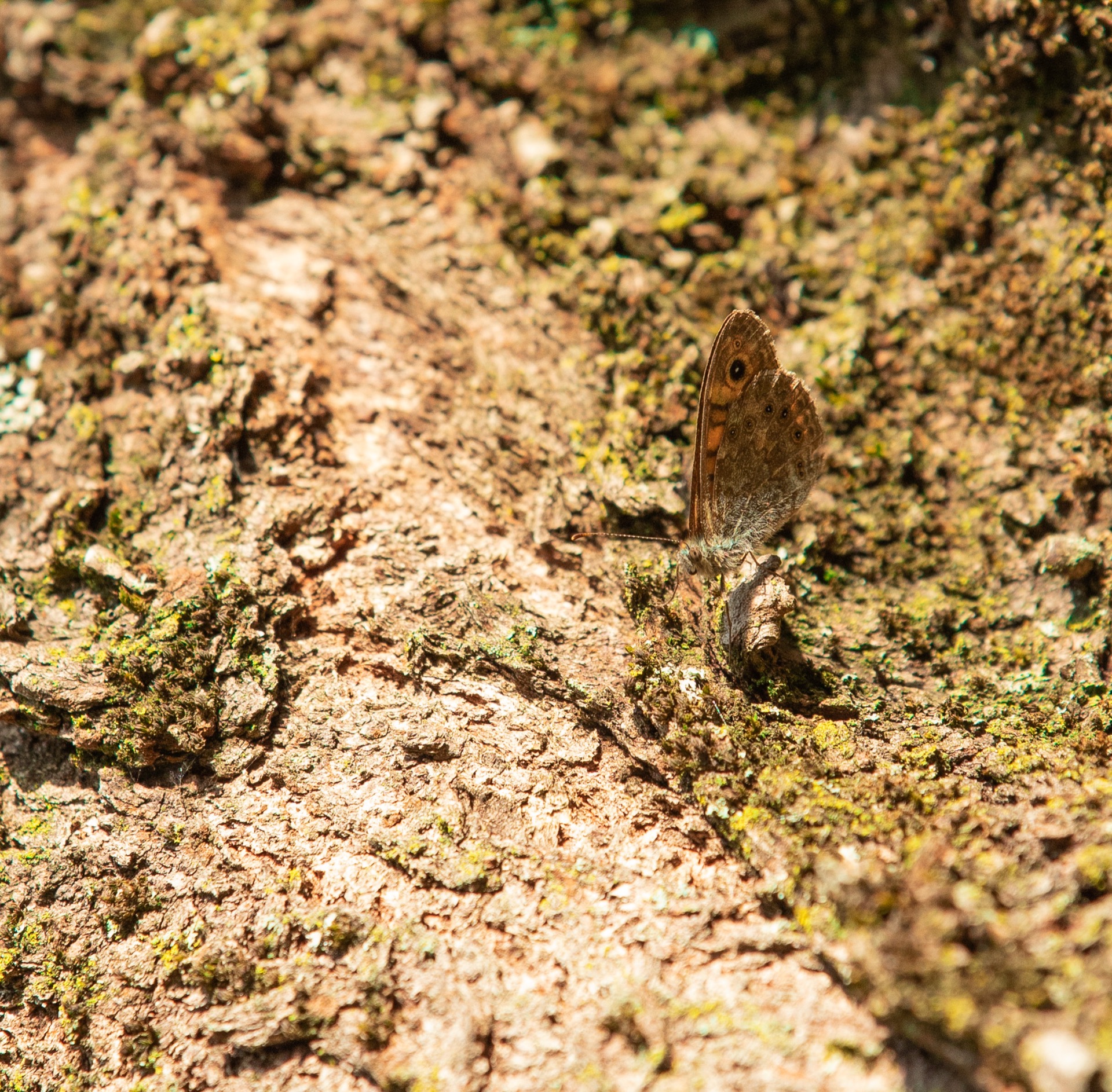 Butterfly on bark, macro