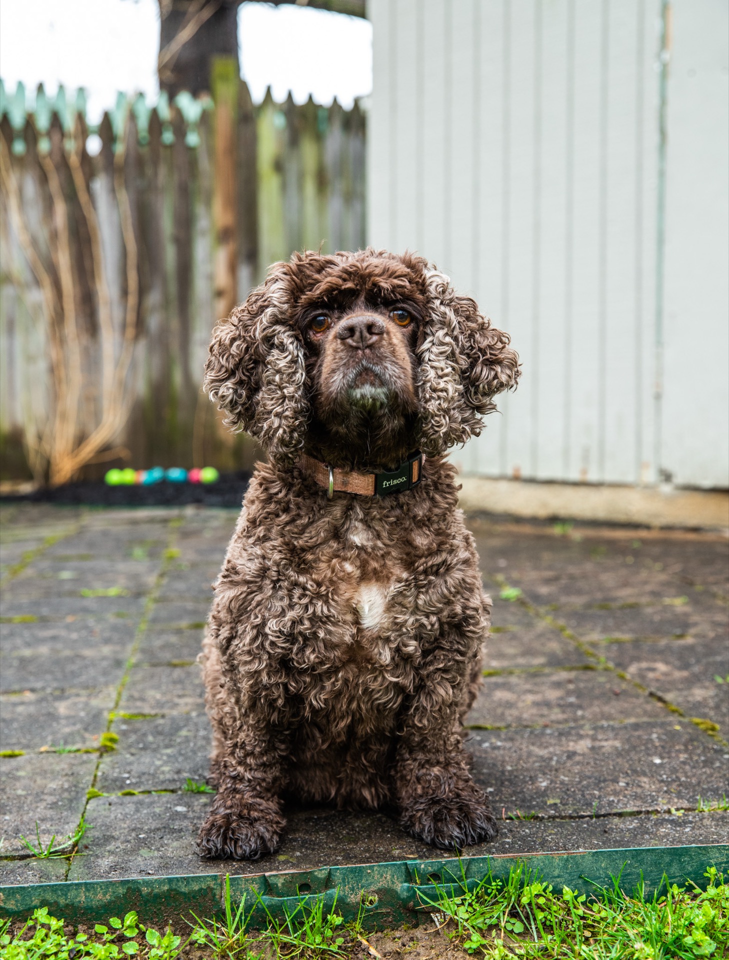 Curly dog portrait