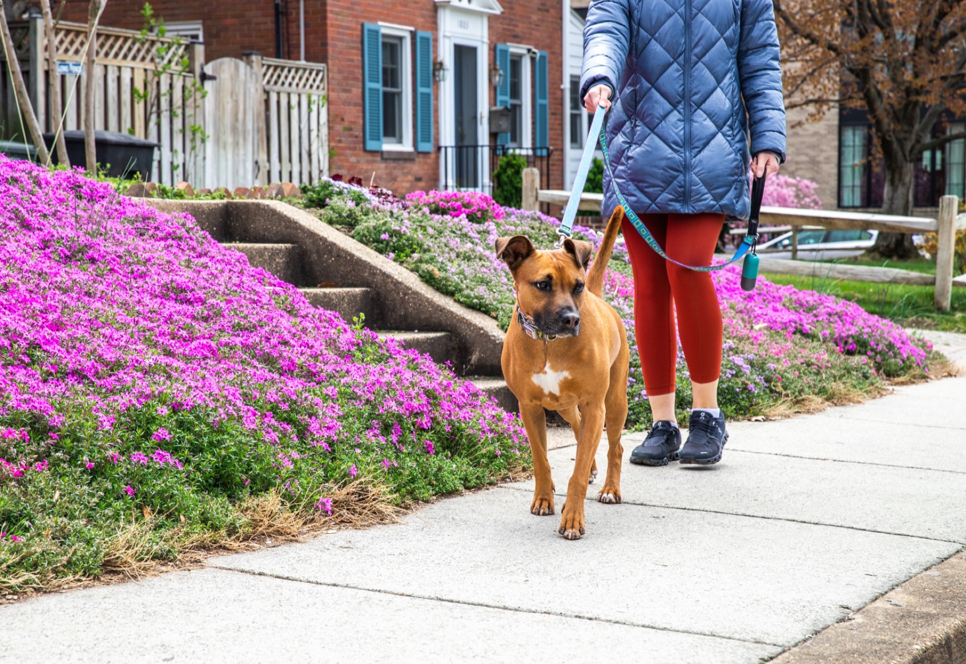 Dog walk on a spring street with pink blossoms