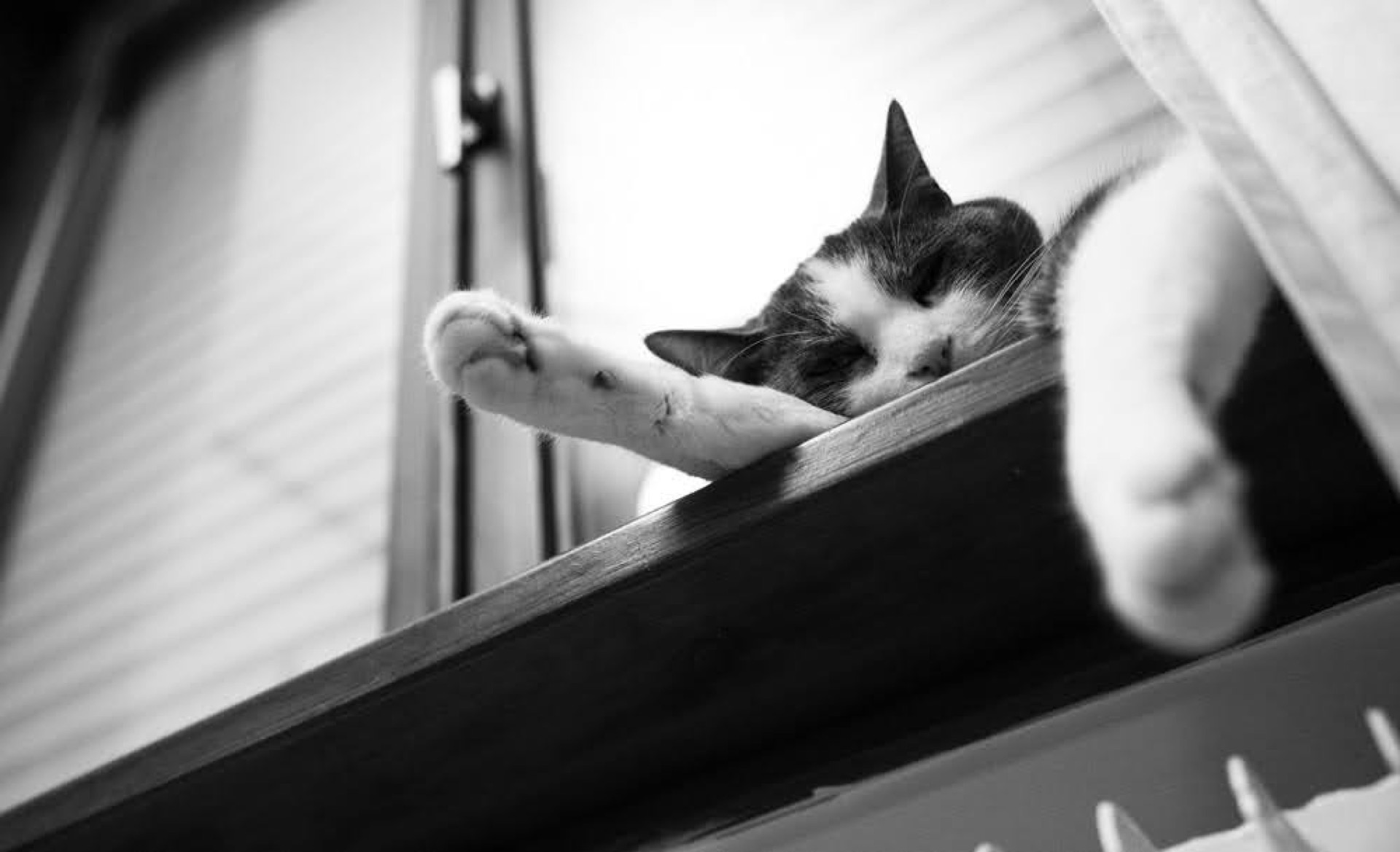 Cat paws and face looking down from a shelf, black and white