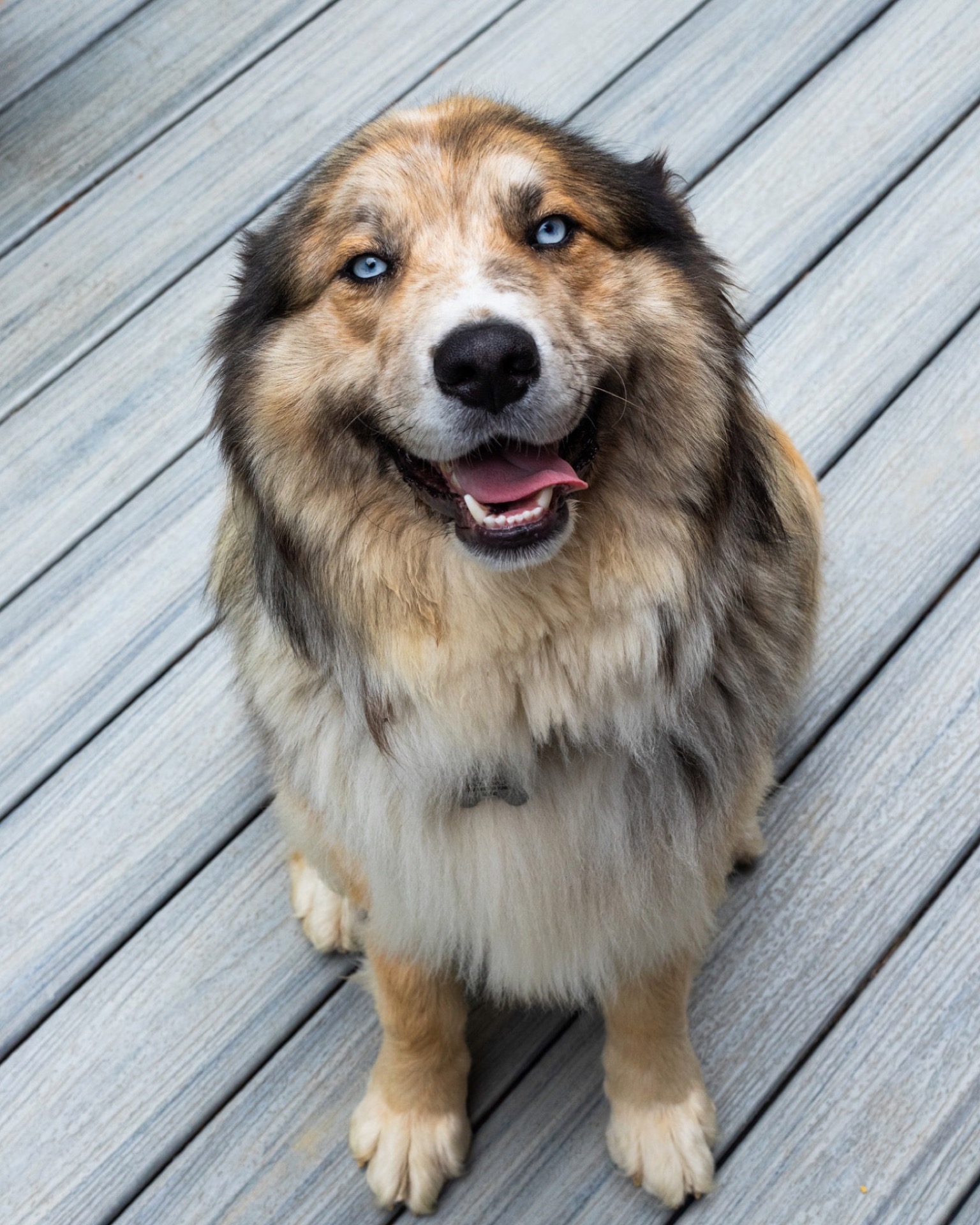 Fluffy dog with striking blue eyes
