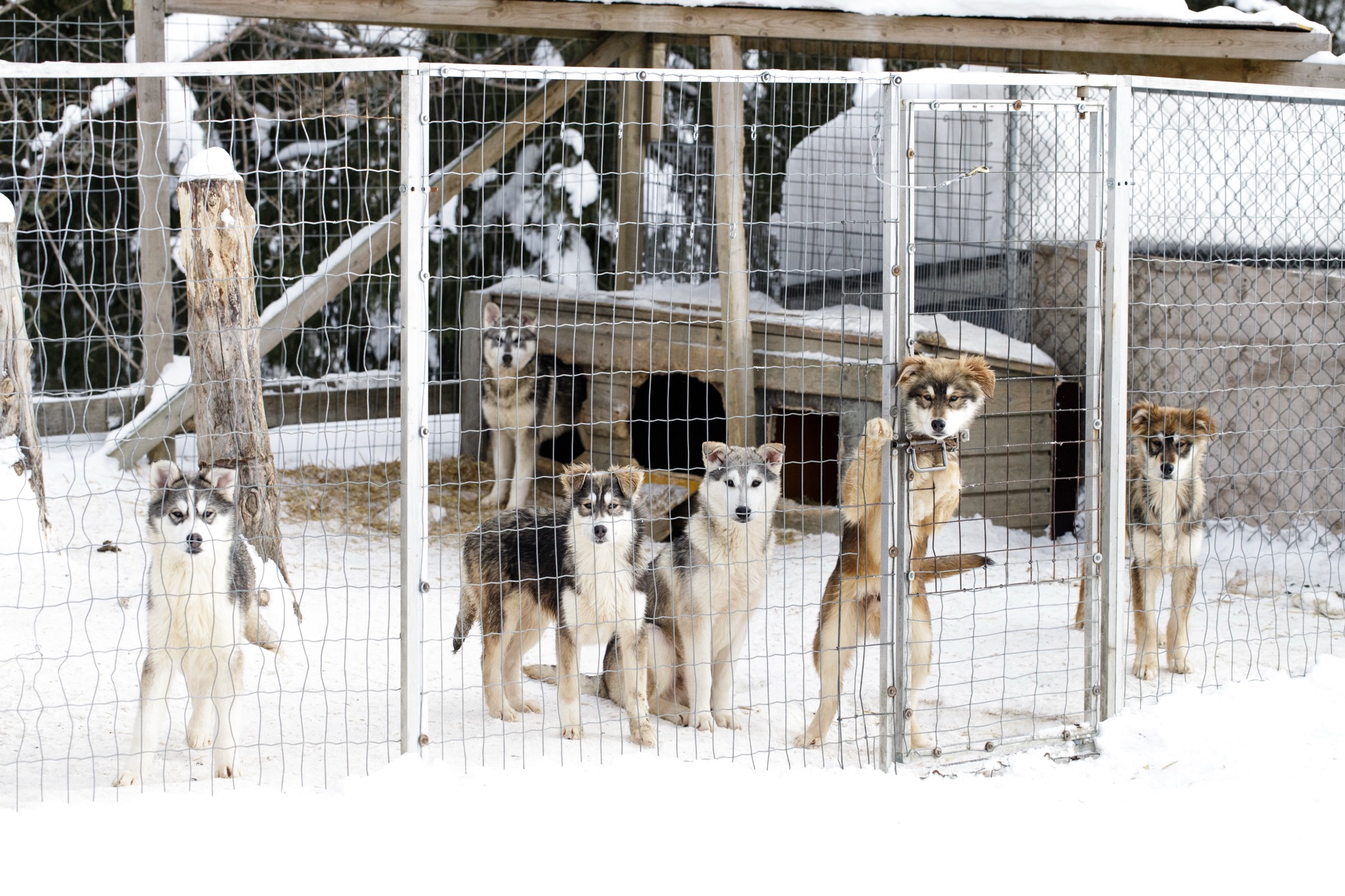 Group of husky sled dogs in a snowy kennel, Lapland