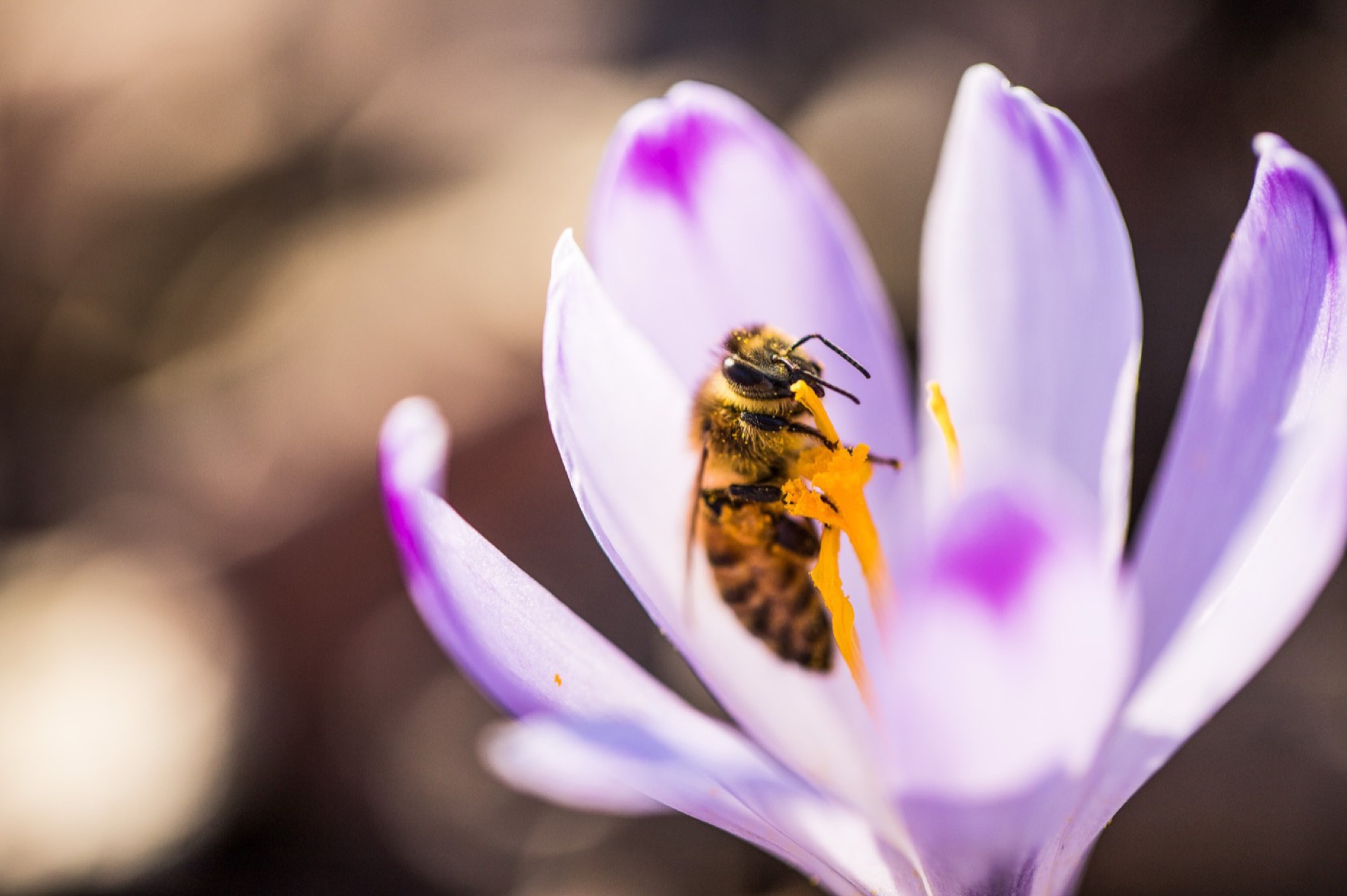 A bee on a purple crocus flower, close-up