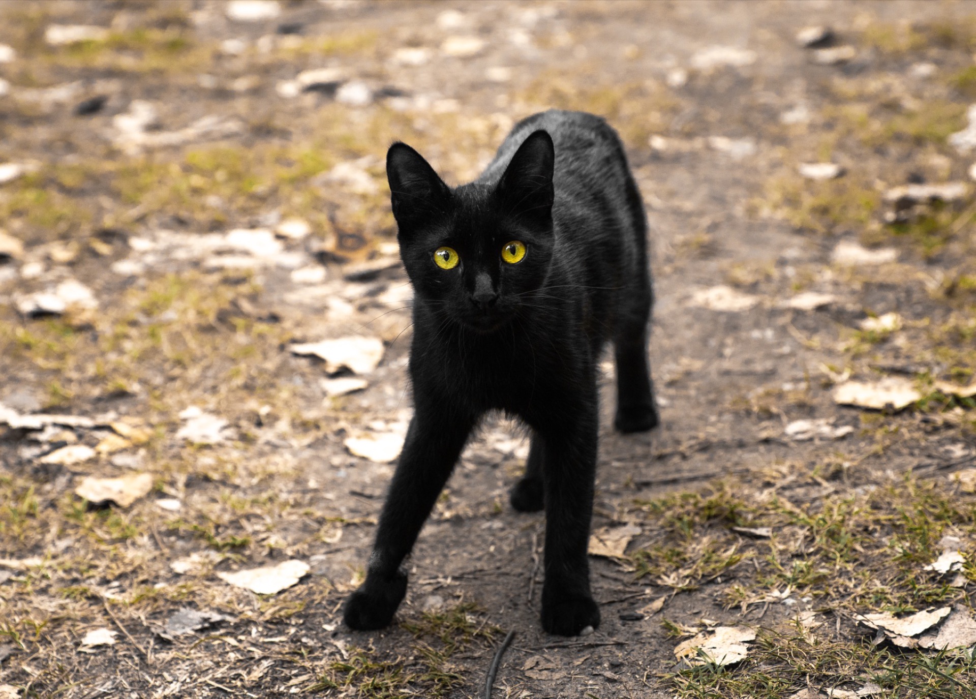 Black cat with yellow eyes on autumn leaves