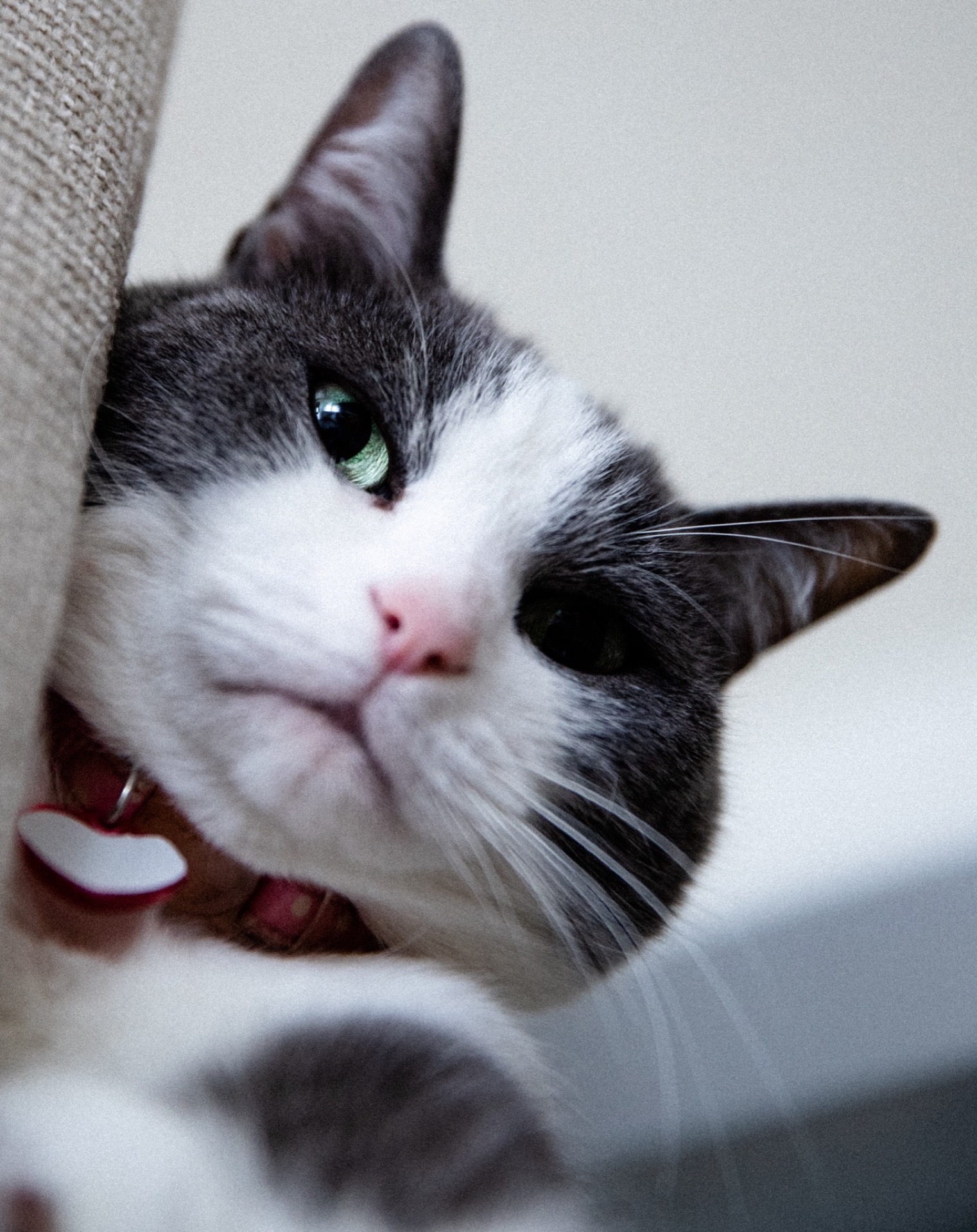 Grey and white cat portrait, close-up
